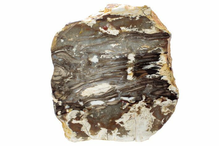 Petrified Peanut Wood Section - Australia #239739